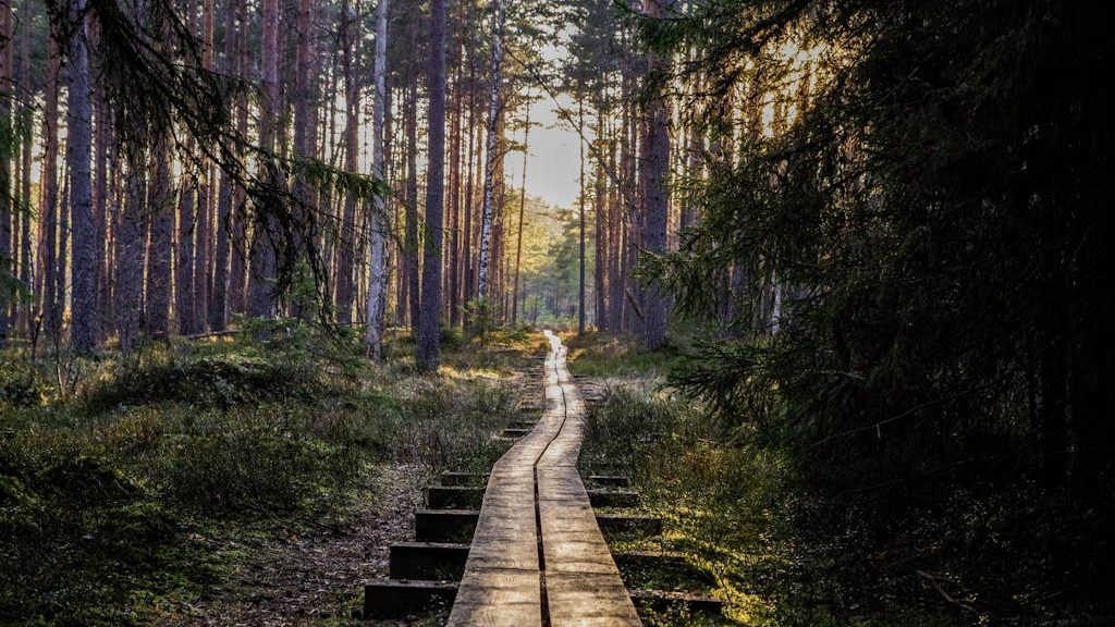 Empty Wooden Pathway in Forest